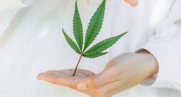 [Rilis Koalisi Advokasi Narkotika untuk Kesehatan] Catatan terhadap Sosialisasi Pemerintah terkait Pengubahan Scheduling Cannabis dan Cannabis Resin